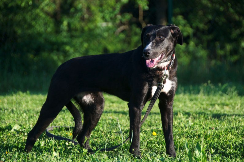 Hunde Vermittlung Trier